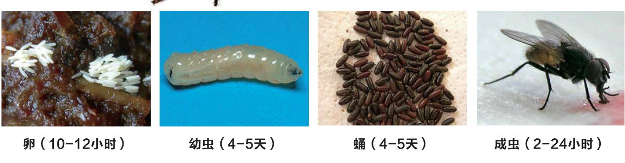 出现苍蝇的幼虫-蛆 苍蝇的潜在危害  苍蝇在取食过程中主动传播病菌